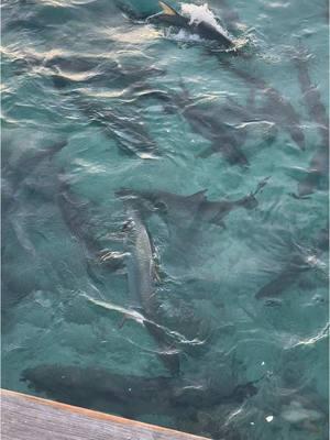 Feeding tarpons at Saba Rock. #islandlife #bvi #familyvacation #beachvacation #sabarock 