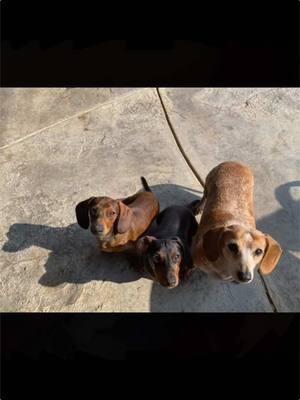 Hello Tik Tok Friends! So, it seems this is the last day for this app and we just wanted to say thank you for being our friends and making our days brighter. We will miss you all! Lots of love and slobbery licks from #MissyGirl #rockyboy🐶 #pennypie #dachshundsoftiktok #dachshundlife #seniordoxies #adayinthelife #