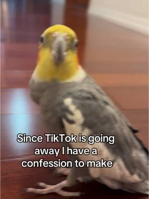 The secrets out  #tiktok #tiktoksecrets #cockatielsoftiktok #PetsOfTikTok #birds 