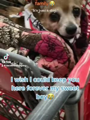 We love you all;) Please follow us on Instagram & Love YouTube❤️😭🙏🙋‍♀️💔Thanks from the bottom of my heart for being on this beautiful Journey.#fy #missyou #weloveyou#adorable #dogs #chihuahua #dogsoftiktok #chihuhuasoftiktok #pets #PetsOfTikTok #jesus #talkingdog #prayingdog #tiktokfamily #thankyou 