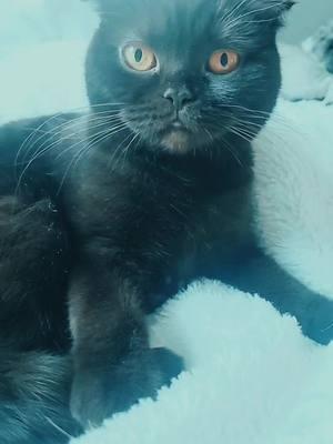 The most GORGEOUS chocolate Scottish fold you will ever see! #veryclassypets #scottishfold #fancyfelines #cat #chocolatecat #rarecolor #browncat 