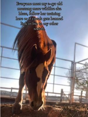 And follow my red note! Just search rustic roan ranch under users. #CapCut #horsee #fypシシ #reininghorse #mustang #wildmustang #blmmustang #rezpony #wildhorses #horsetraining #western #barrelhorse #horseriding #instagram #youtube #yellowstonetv #horses 