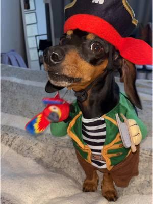 This must be seen before Tik Tok goes away 😢 #dachshund #halloween #dogcostume 