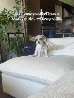 I think fur-children understand way more than we give them credit for.  #nydog #njdogs #californiadog #dogsofttiktok #dogsoftiktokviral #cutedogsonly #yorkiepoo #yorkiepooh #yorkiepoosoftiktok #travelingdog 