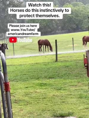 Please join us here www.YouTube/americandreamfarm Watch this educational horse video. Horses do this instinctively to protect themselves. #americandreamfarm #horse #learn #learnfromme #learnabouthorses #tiktokban 