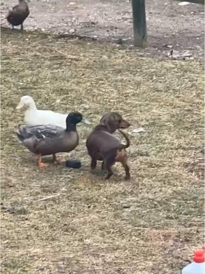 Besties❤️ #meetrufus #quack #babies #cuteducks #viral #funnyduck #brownduck #pets #rufus #louie #ducks #animalsoftiktok #farmlife #louieandrufus #funnyamimalsontiktok #ducksoftiktok #khakiCampbell #petduck #funny #dachshund 