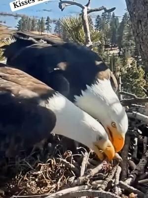 Oh the shenanigans 🦅🤭💕👏🏼☺️1/18/25 IM ON INSTAGRAM AND 🍋 8 !! Not sure what will happen but thank you all for the love 💕 and support!! I appreciate each one of you !! #nature #eggwatch2025 #jackieandshadow #friendsofbigbearvalley #Bigbearlake #eagles #relationshipgoals 