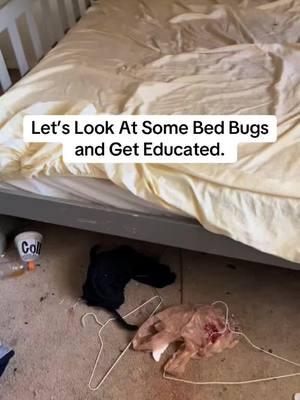 for my last TikTok before the ban, lol please educate yourself on bedbugs.    #bedbugs #orkin #property #propertymanagement #leasing #propertymanager #apartment #thankyou #Teamwork #pestcontrol 