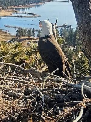 1/18/25 SHADOW 🦅💕☺️ HE MELTS MY HEART !! Silly bean 🫘 🤭💕🦅 follow me on instagram Traci Lundy same PFP !! So excited we are officially in egg watch season!! YEE 😎 #nature #eggwatch2025 #jackieandshadow #friendsofbigbearvalley #Bigbearlake #eagles 