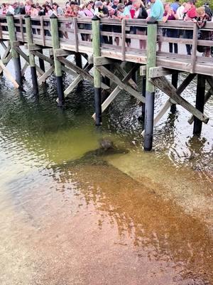 #manatee #manateetiktok #manateeseason #manatees #adorableanimals 