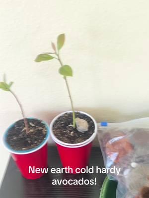 #coldhardyavocado #coldhardy #garden #fyp #foryoupage 