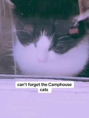 The cats are part of our story #muffinsinthefreezer #camp_house #tiktokmemories #tiktokaudio 