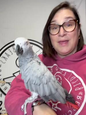 This is Baby Bird, a visual male Congo African Gray that has been cage bound for 15 of the last 20 or so years. He is going to be an incredible bird for the right person who’s willing to put some one-on-one time in with him to earn his trust. This guy is special. He doesn’t really know how to have a relationship with a human, but since he’s been an our care, I find him interested, inquisitive, willing to interact, and oddly less neurotic than most of the grays that we know. If you’re interested in adoption, put in your application at www.birdsandbeaks.org/adopt No matter who you adopt from, don’t send money over the Internet for the adoption of animals for any reason. I don’t care what people tell you. It’s almost always a scam and I don’t know a single person that is worth their salt that is actually shipping rescue birds. They will tell you whatever you need to hear to get your money and we recommend you don’t do that. #BirdBitch #BirdsAndBeaksNation #BirdRescue #ParrotRescue #africangray