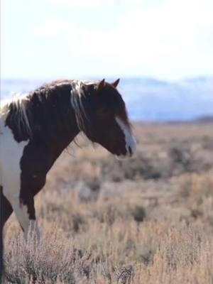 Little Medicine playing hard to get with her stallion Splaash ❤️ #McCulloughPeaksWildHorses #WildHorsesOfWyoming  #fyp #wildlife #wildlifephotography #wyomingphotography #visitwyoming #equine #wyomingwildlife #wildhorses #horses  #visitwyoming #horselovers #wyomingphotographer #horsesoftiktok #respectfulequinephotography #raw_country #beauty #horsephotographer  #istandwithwildhorses #horselovers #wildmustangs #wildmustangsforever #horsephotography #horsephotographer #bestoftheusa_horses #raw_horses #equinephotography #thecountryspirit #equinephotographersnetwork #wildhorsesoftiktok #horseaddict #photography #photographer #equinephotographer 