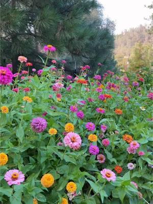 Zinnias 💗 #cutflowers #growyourown #gardening #zinnias