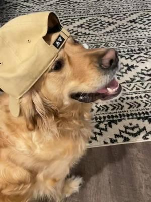 Gotta post some drafts before tik tok is gone 😭 #goldenretriever #boywithyourhatback #draft #bigboy #tiktokban 