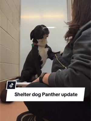 Shelter dog Panther has an update. I was so happy to hear this, and even happier when his new mom messaged me. She said she fell in love with his videos. His sweetness and all that love even translates over video. Go live your best life.  #adopted #rescuedismyfavoritebreed #volunteer #tricitieswa 