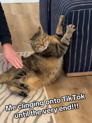 Holding on to TikTok for dear life! #fyp #tiktok #thefinalcountdown #shutdown #cats #kittycat #catsoftiktok #holdon #furbaby #byebyetiktok 