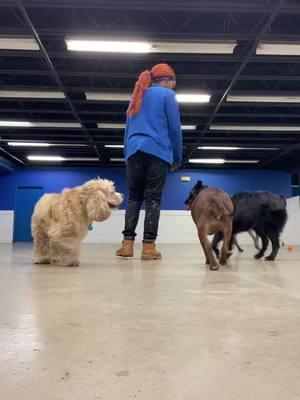 Playroom fun!! #Fyp #doggydaycare #doggydaycarelife #dogsoftiktok 