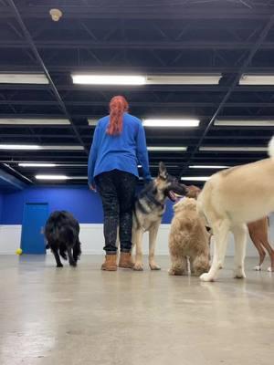 Dancing with my Izzy! 💕💕 #Fyp #doggydaycare #doggydaycarelife #dogsoftiktok 