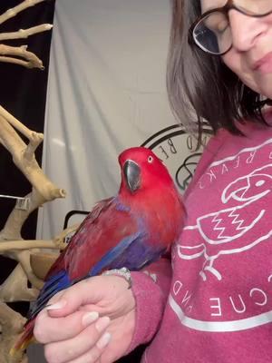 Sassy is a 28-30 year old female eclectus who needs the right person to earn her trust. She’s been considered unhandleable for the last several years. Since we have had her what we have found instead is that she doesn’t like hands in her house, but is willing to interact and hang out with us when we insist taking her out of her comfort zone. I think the right person will earn that trust and have a super bonded best friend on their hands. If you’re interested in adoption put in your application at www.birdsandbeaks.org/adopt No matter who you adopt from, don’t send money over the Internet for the adoption of animals for any reason. I don’t know a single rescue that is shipping animals and that is almost always a scam. #eclectus #parrotrescue #birdrescue #birdsandbeaksnation