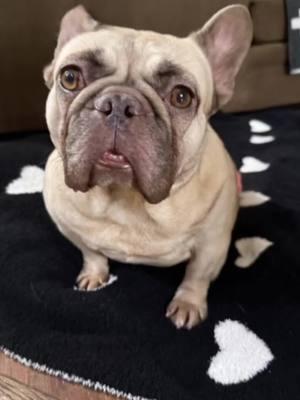 #CapCut #frenchie #adopt #sloane