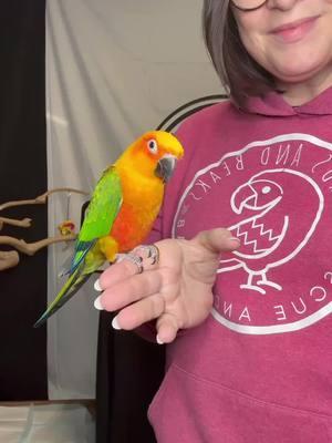 Ricky is a hybrid Jenday/Sun Conure (known as a Sunday Conure (pronounced con/yer) who we believe is young. If you’re interested in adoption, put your application in at www.birdsandbeaks.org/adopt No matter who you adopt from, don’t send money over the Internet for the adoption of animals for any reason that is almost always a scam. We don’t know any rescues that are sending or shipping animals. #BirdBitch #BirdsAndBeaksNation #ParrotRescue #michiganbirds