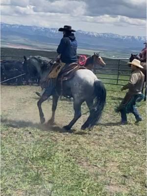 Potentially our last Tik Tok highlighting the boy that started it all. If you’ve enjoyed our horses go follow our Facebook page under the same name #horses #tiktok #western #saltyblue #hancock #aqha #stallion #blueroan 