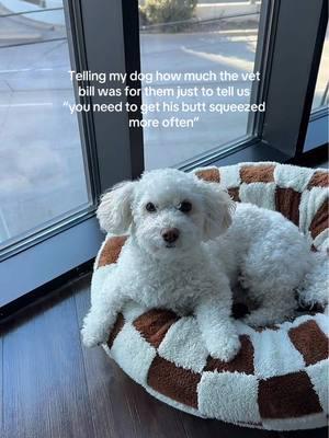 I wish I was kidding 🥹 #dogmom #maltipoo #maltipoosoftiktok #dogtok #vetbill #relatable #fyp 