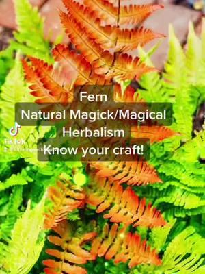 Fern Magic.  #witchywoman #genxwitch #womenover50 #fyp #witchesoftiktok #witchytips #tiktokclub #naturalmagic #plantmagick #paganwitch 