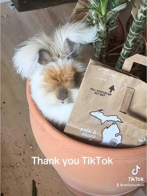 Thank you for laughing at Dolly’s mischief with me. Hopefully this isn’t the end. I appreciate all of you so much. #englishangorarabbits #savetiktok #funnypets #viralvideo 