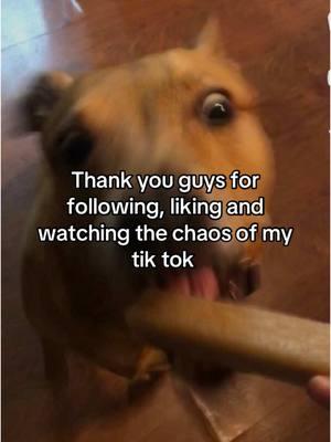 Goodbye TikTok I’m gonna miss you 😢 wait till the end 😉 #goodbyetiktok #goodbyetiktokforever #firstviralvideo #thankyoutiktok #thankyou #illmissyouforever #fyp #fup #fypシ゚viral #fyppppppppppppppppppppppp #followerstiktok #alttiktok #goth #kyle #dogsoftiktok #thankyouguys #goodbye #momdog #iloveyousomuch #contentcreator #goodbyes #fuppppppppppfyp 