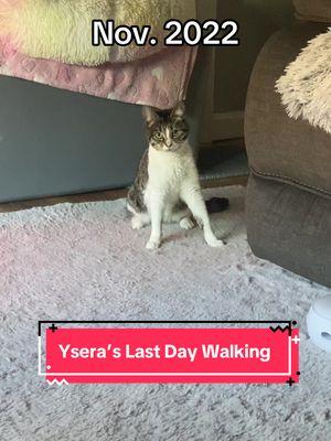 The last video of ysera walking #ysera #yseratok #kitten #cute #specialcat #catsoftiktok #kitty #goodmorningysera #catsofinstagram #catsoffacebook #ndd #neurodegenerativedisease #yserasarmy 