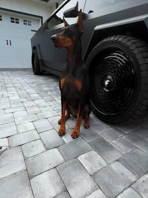 Black on black #doberman #dobie #cybertruck #tesla #dogs