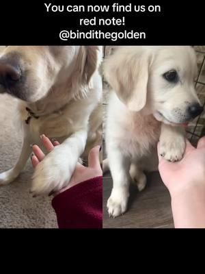 #duet with @💖Bindi Boo💖 had to bring this back 💕 #dogsoftiktok #puppy #foryou #bindithegolden 