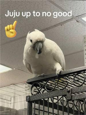 #cockatoo #exoticbirds #firstflight #birdsofticktock #parrotsoftiktok #cockatoosoftik #mischeif #fyp #SmallBusiness #parrots #firstflightexoticbirds #birdsofafeather #SmallBusiness 