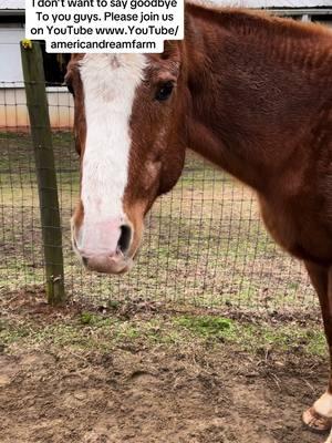 I don’t want to say goodbye  To you guys. Please join us on YouTube www.YouTube/americandreamfarm #americandreamfarm #horse #learn #learnfromme #learnabouthorses #tiktokban 