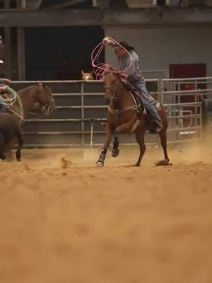 Another solid head horse 🔥 #ropingdummiestexas - Video: @philippranch_  #rodeo #texas #cowboy #horses #ranch #roping #teamroping #heelhorse #headhorse #ranchhorse #ropehorse #aqha #quarterhorse  