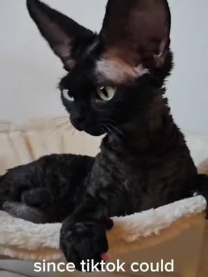 since we're all gonna die #devonrex #cat #yokokat #catsoftiktok 