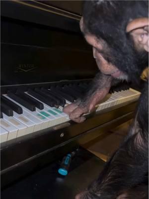 Did tara kill the piano or what😆🦍🩷 • • • #Chimps #chimpanzee #chimps #apes #cuteanimals #animalsaddict #animals #explorepage #animals #animallover #monkey #monkeys #monkeyseemonkeydo #monkeylove #onelove #family #myfamily #riolilly #tara #rioandtara #pianoprodigy #cutenessoverload 