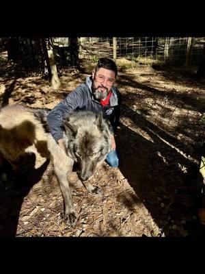 #wolfdogsoftiktok #wildliferescue #wildtexas #lookatthis #experience2025🔥💓🦋 #texaswildlife #friends #myfriends #virial_tiktok #2025viral 