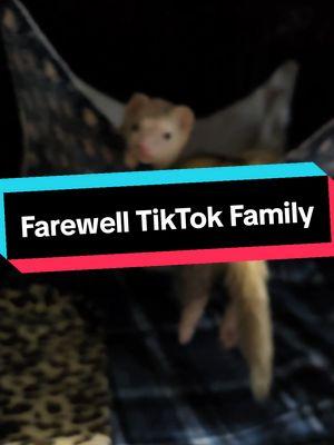 Thank you to each and every one of you from the bottom of my heart.  I hope you will find me on one of our other platforms and that we can continue this journey together.  We love you all  #ferretsforever #cuteferrets #FerretVideos #ferretsareawesome #dookdookmomma 