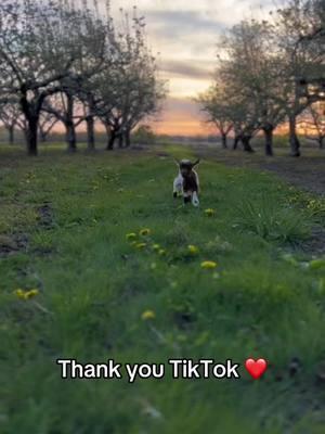 Thank you❤️ This has been a lot of fun, I learned so much from you all. #leamansgreenapplebarn #tiktok #Love #grief #7generationfarm #michiganfarmer #goats #centenialfarm #familyfarm #loveyouall 