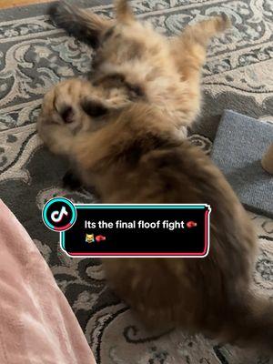 #creatorsearchinsights The Final Floof Fight #catfight #funnycats #fluffycats #catsoftiktok #goodbyetiktok #savetiktok 