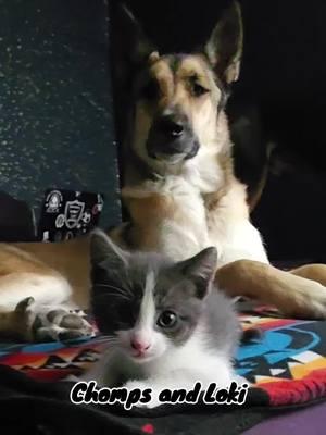 #mybabies #grateful #BestFriends #dogcatlove #dogcat #bigdog #kitten #baby #animallover #petsiblings #belgianmalinois #husky #fyp #wildlings #lovestory #4upage 