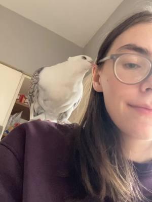 Just me and my birds against the world #pigeon #petpigeon #pigeontok #PetsOfTikTok #petbird 