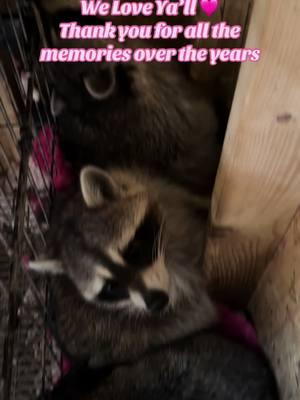 We Will Miss Everyone 🩷 #fyp #foryoupage #thejos #raccoonsoftiktok #arkcoonies #bandits #raccoons #livintheirbestlife 