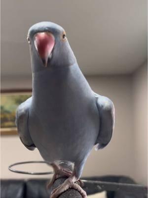 I love you💙 #indianringneck #iloveyou #funnyparrot #fyp #foryoupage 