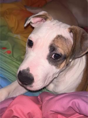 Fr, he’s tooo cute. Can’t get anything done #puppytiktok #puppy #pitmix #pittiesoftiktok #pittbull #puppylife #puplove 