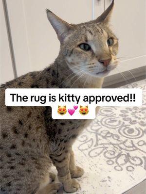 The rug is kitty approved! 😻 #fyp #kitchenrug #rug #runnerrug #ttshop #TikTokShop #imobsessed #tiktokmademebuyit #tiktok #tiktokshopfinds #tiktokshopdeals #trending #foryoupage #kittyapproved 